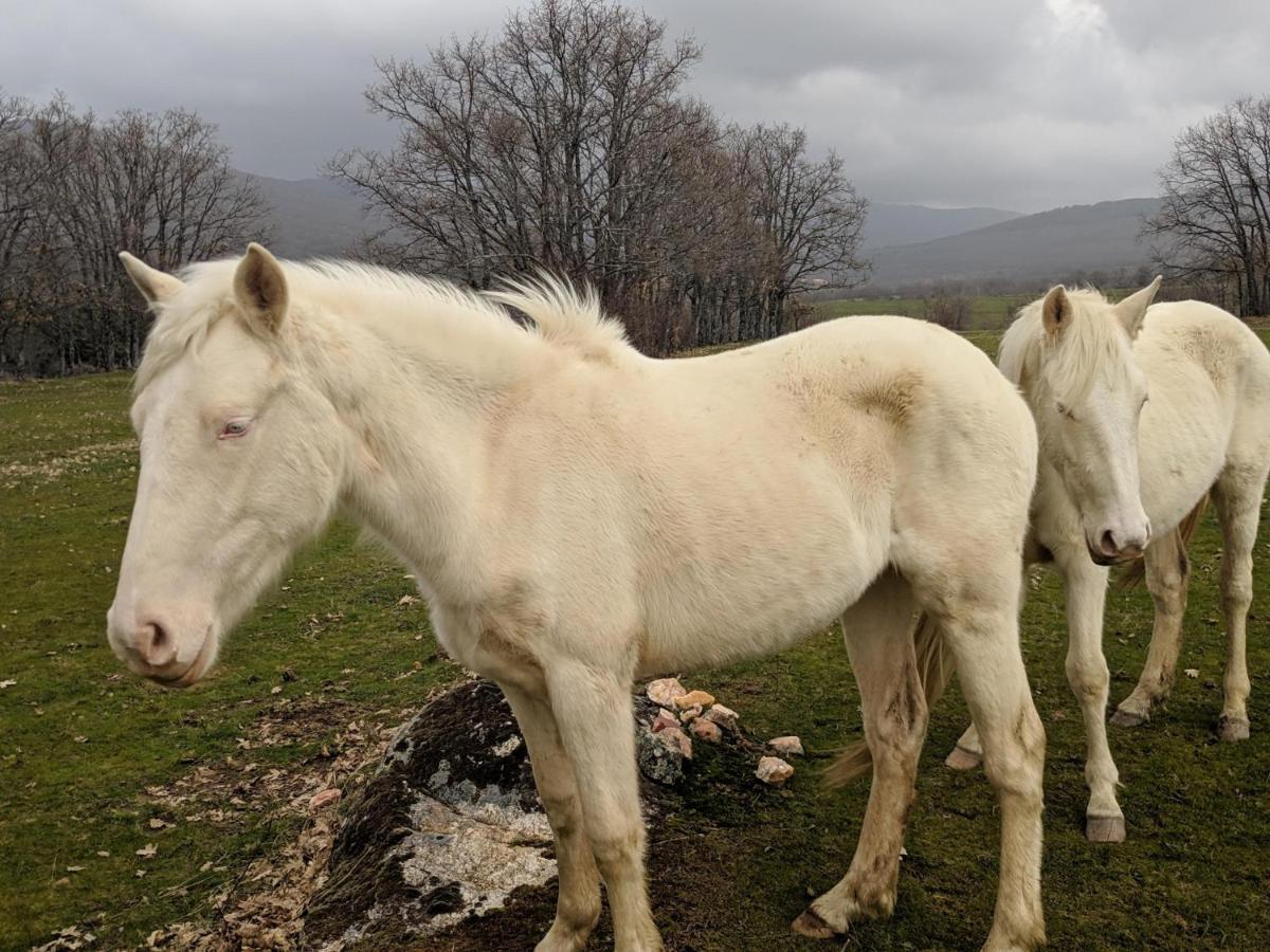 Casa Rural Fuente Del Arca Montejo Монтехо-де-ла-Сьєрра Екстер'єр фото